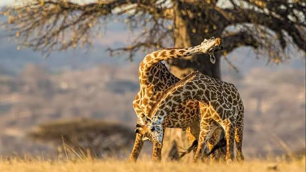 Ruaha National Park