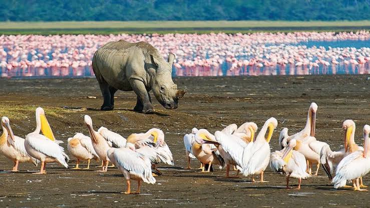 Lake Manyara safari destination